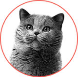 Корм для кошек