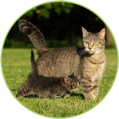 Корм для кошек