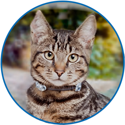 Препараты для кошек